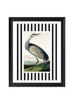 Hooping Crane