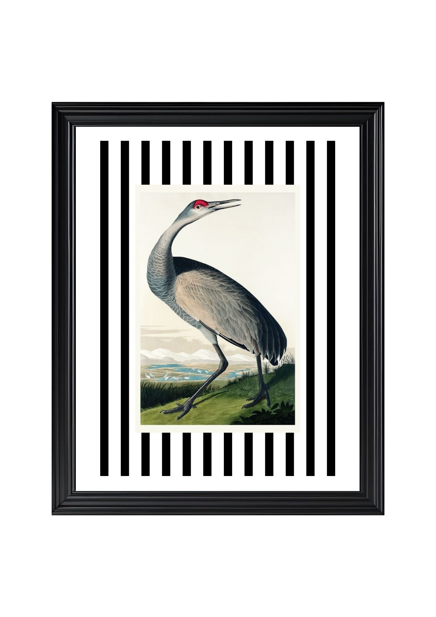 Hooping Crane