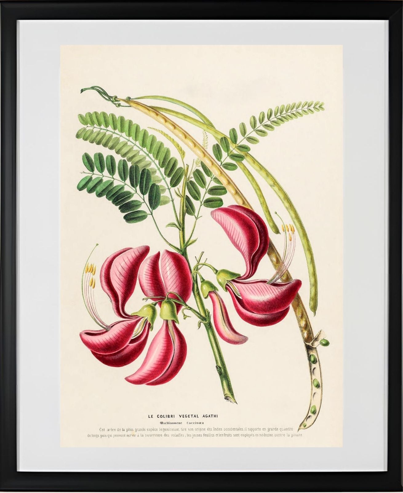 Le Colibri Végétal Agathi