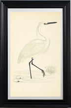 Little Egret
