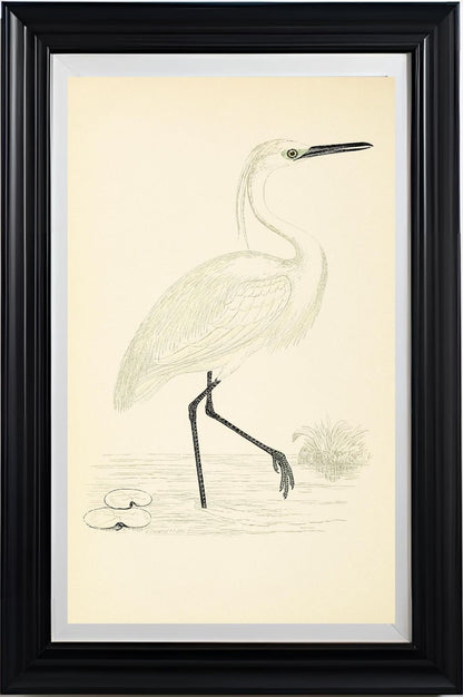 Little Egret
