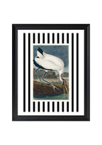 Wood Ibis