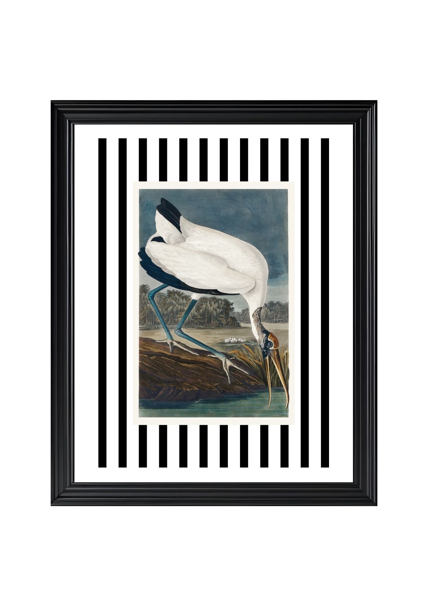Wood Ibis