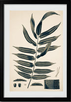 Angiopteris Erecta