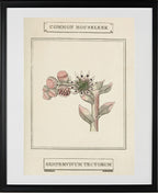 Common Houseleek