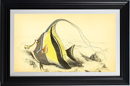 Horned Zanclus or Chaetodon