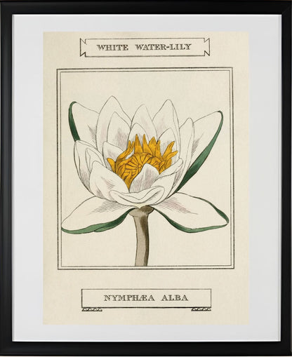 White Water-Lily