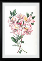 Copper-Coloured Highclere Azalea
