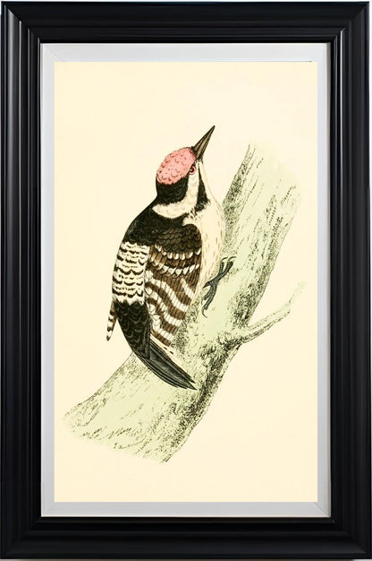 Lesser Spotted Woodpecker
