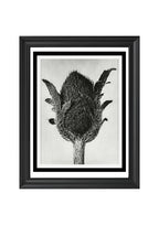 Papaver orientale (Oriental Poppy)