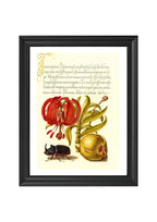 Scarlet Turk’s Cap, Rhinoceros Beetle, and Pomegranate