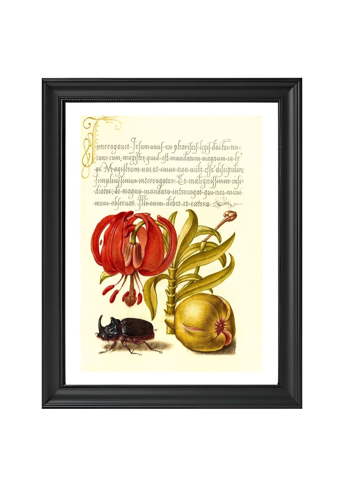 Scarlet Turk’s Cap, Rhinoceros Beetle, and Pomegranate