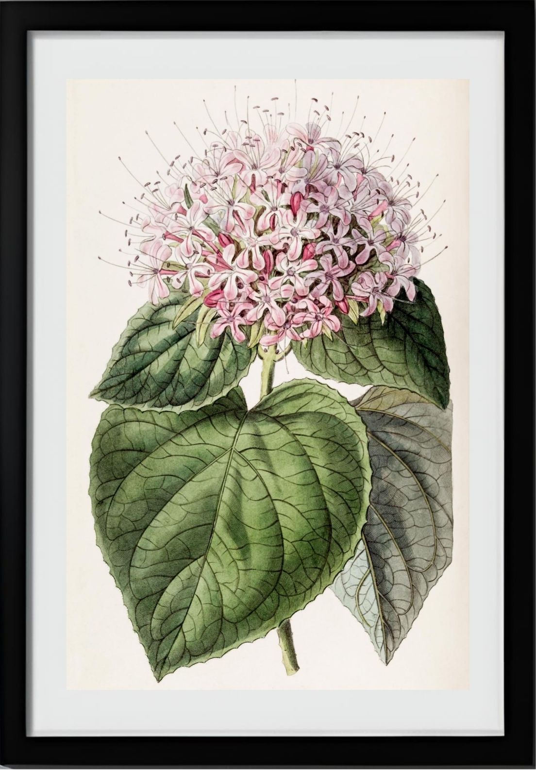 Fragrant Clerodendron