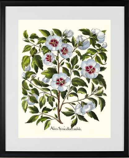 White rose of Sharon
