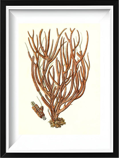 Gorgonia luberola 2