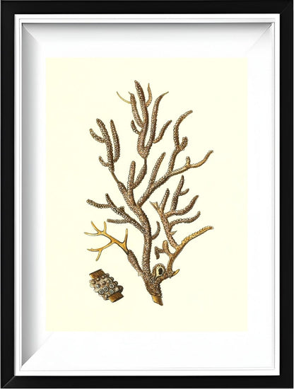 Gorgonia placomus 4