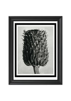 Cirsium Canum (Thistle) Flower Head