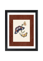 Butterflies 3