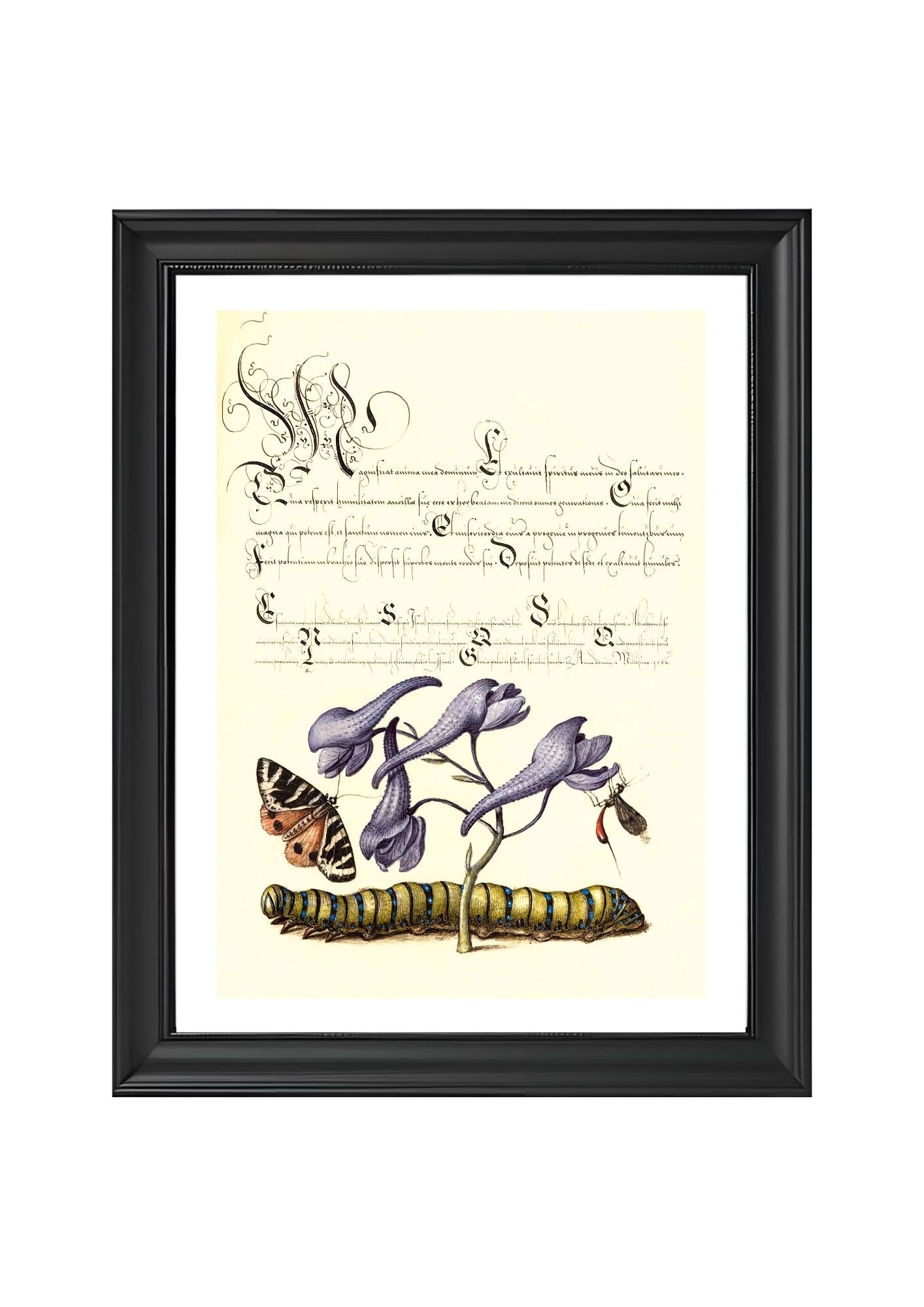 Scarlet Tiger-Moth, Larkspur, Insect, and Caterpillar