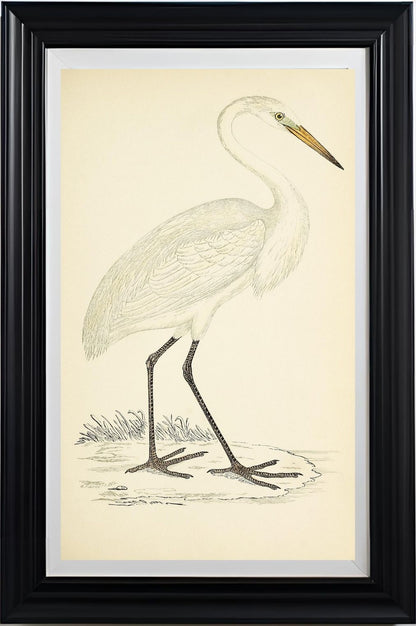 Great White Heron