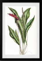 Slender Anthurium