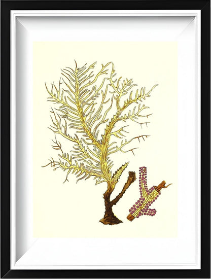Gorgonia petechizans
