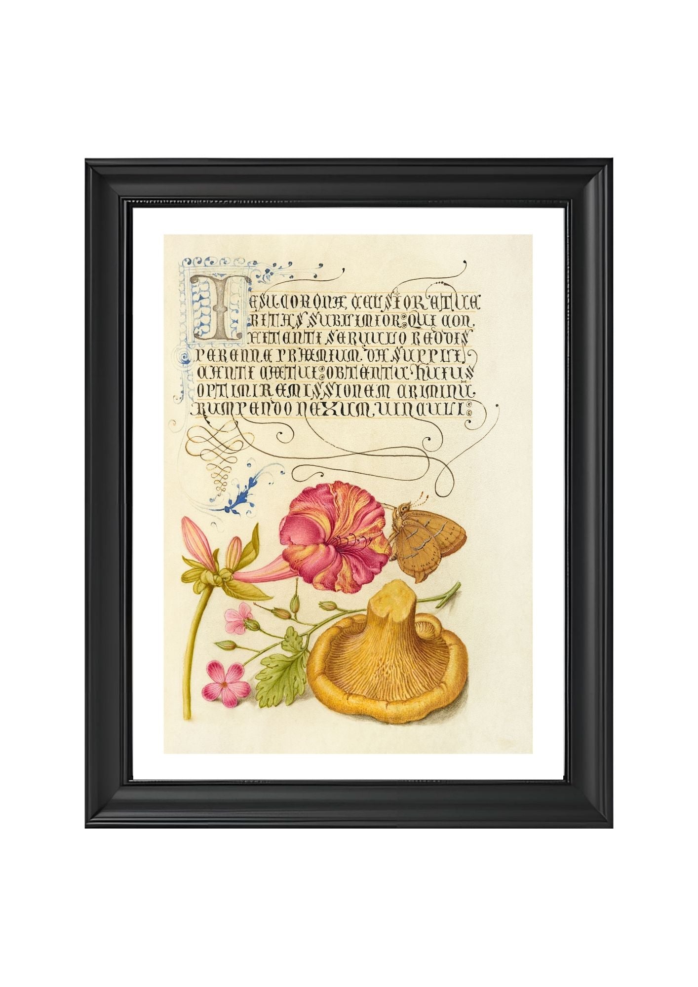 Four-o’Clock, Brown Hairstreak, Herb Robert, and Chanterelle