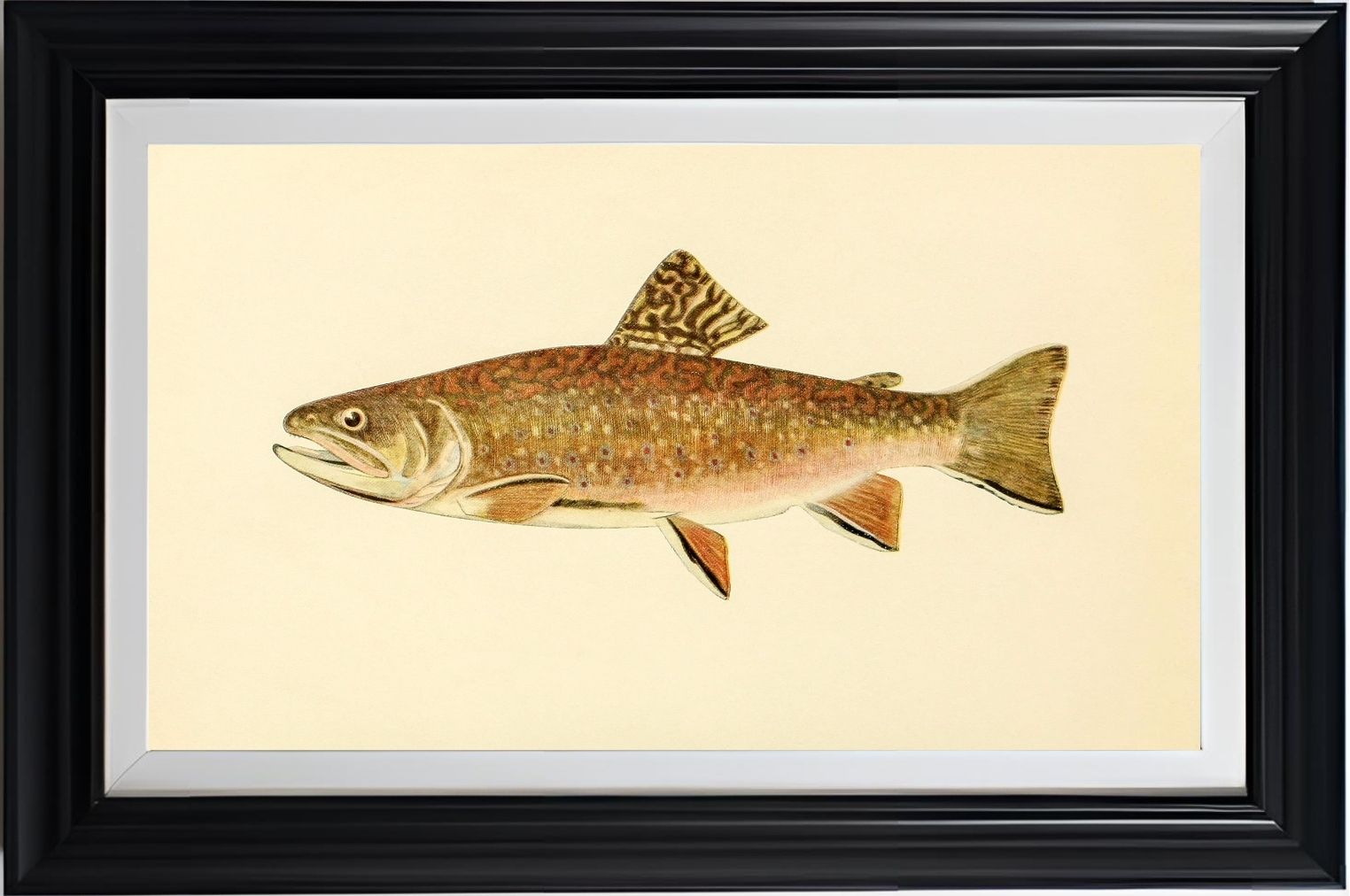The Brook Trout (Adult Male) Salvelinus-Fontinalis (early summer coloration)