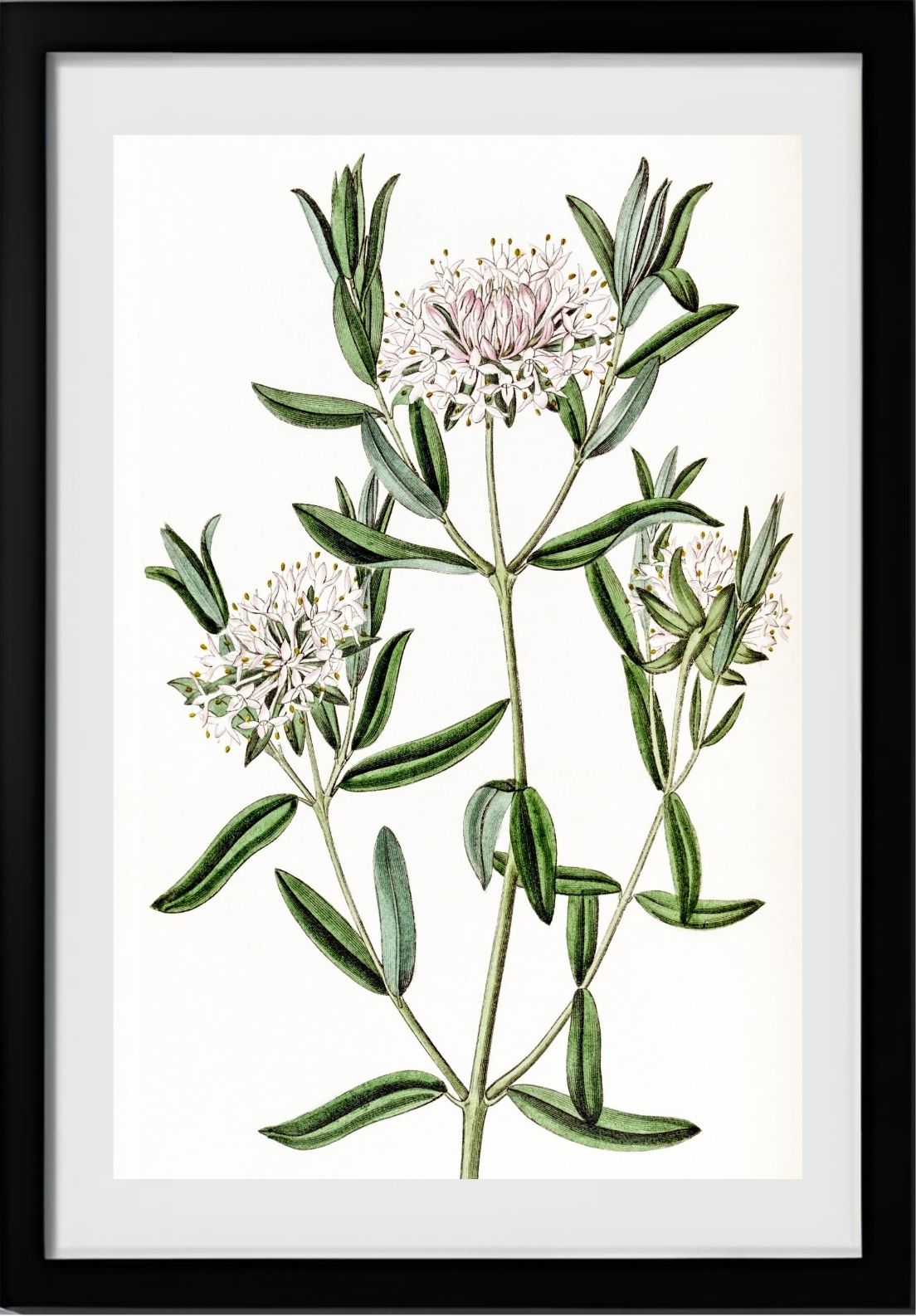 Forest Pimelea