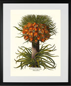 Multiflorous crown-imperial fritillary