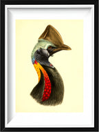 Casuarius Philipi