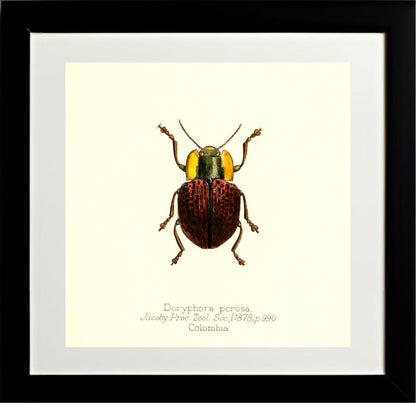 Doryphora Porosa