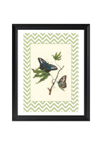 Papilio Gambricuis