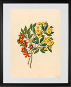 Icosandria Monog. (Ochna Arborea)
