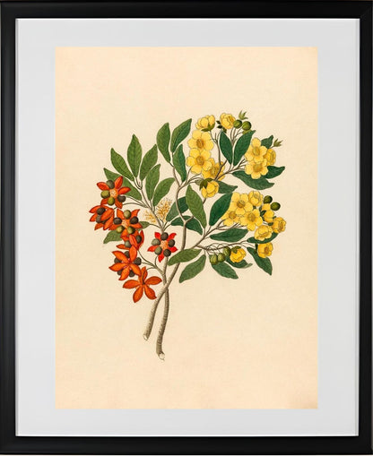 Icosandria Monog. (Ochna Arborea)