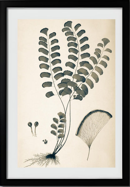 Adiantum Lunulatum
