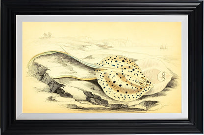 Halgan's Spine-Tailed Ray
