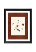 Beetles 2