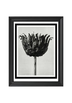 Centaurea Ruthenica (Star Thistle)