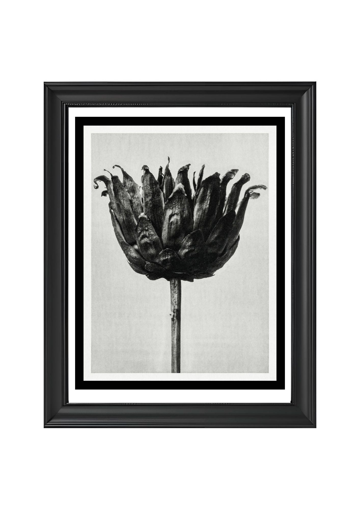 Centaurea Ruthenica (Star Thistle)