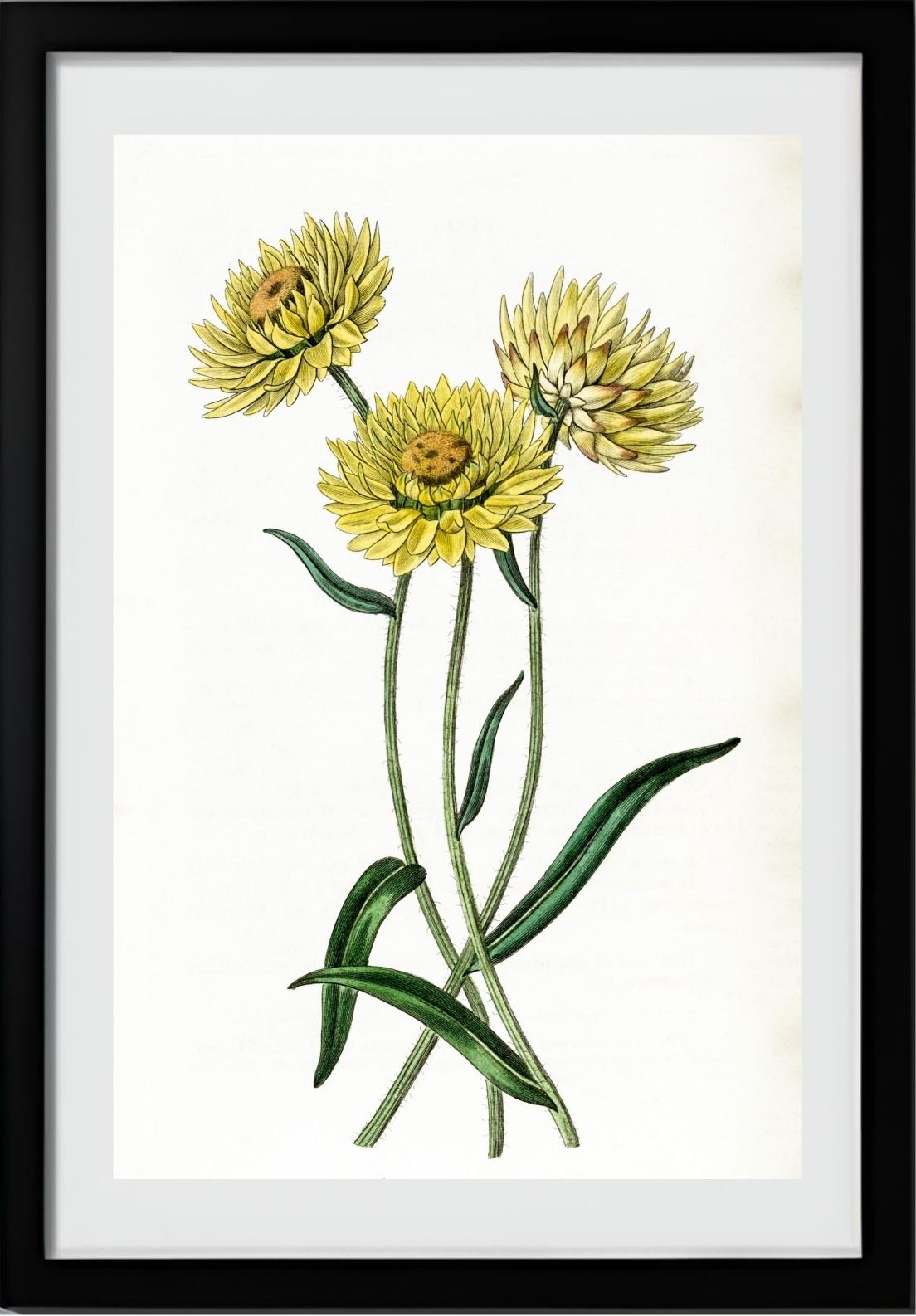 Two-coloured Elichrysum