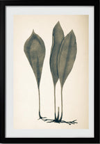 Antrophyum Boryanum