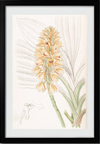 Yellow-spiked Calanthe
