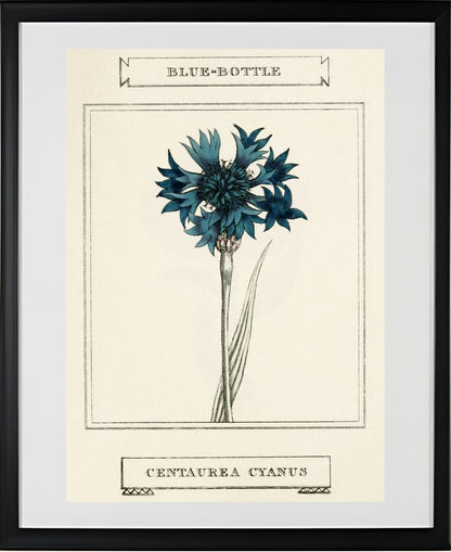 Blue-Bottle