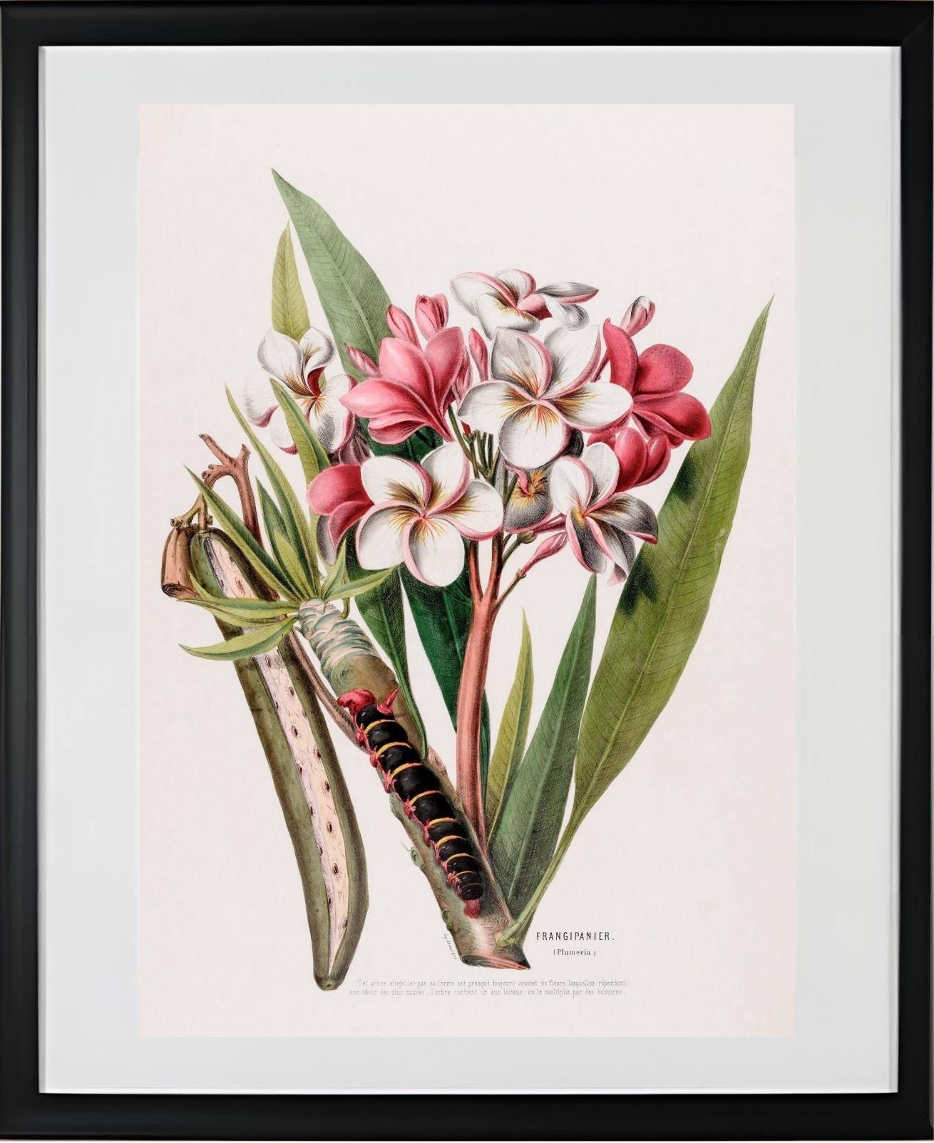 Frangipanier (Plumeria)