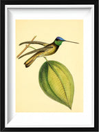 Sapphire-Crowned Hummingbird