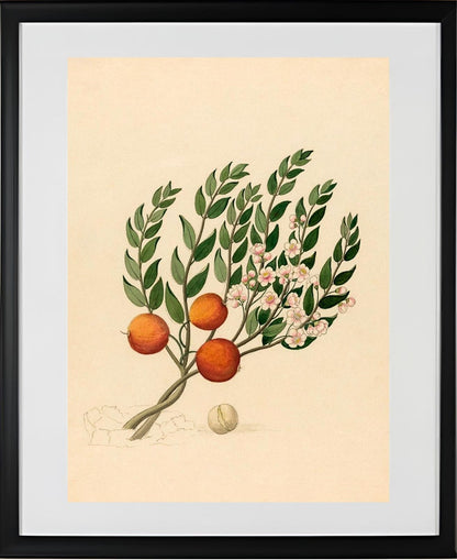 Eugenia or Jambo (Eugenia Albanensis)