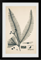 Gleichinia Immersa