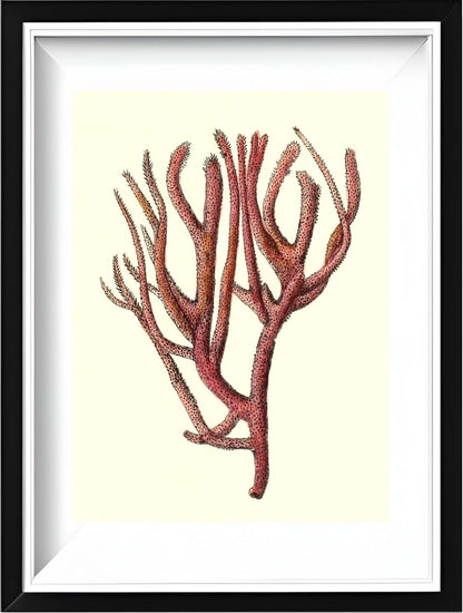 Spongia rubicunda