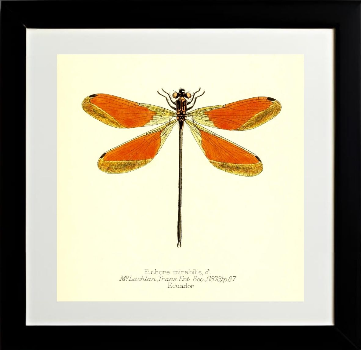 Euthore Mirabilis (male)